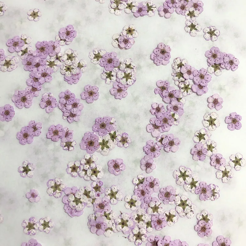 Pressed mini Narcissus Dried F – Baby Breath Dried Bewertung und Preis