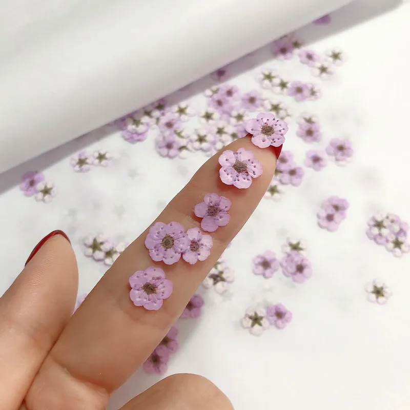 Pressed mini Narcissus Dried F – Baby Breath Dried Bewertung und Preis