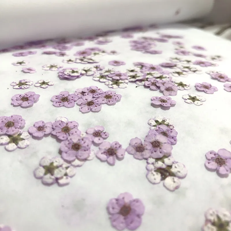 Pressed mini Narcissus Dried F – Baby Breath Dried Bewertung und Preis