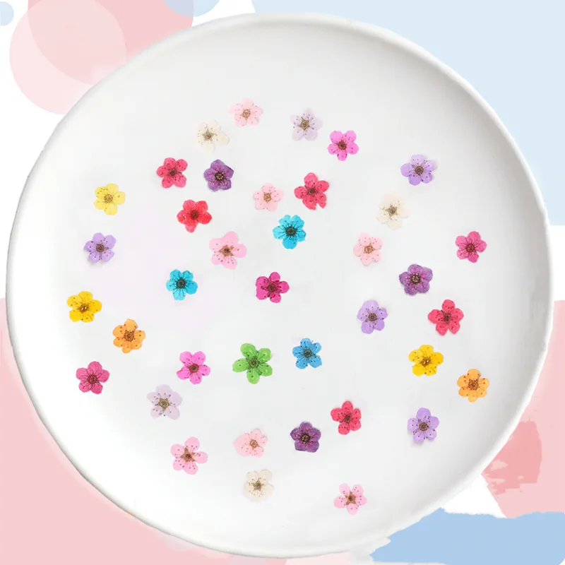 Pressed mini Narcissus Dried F – Baby Breath Dried Bewertung und Preis