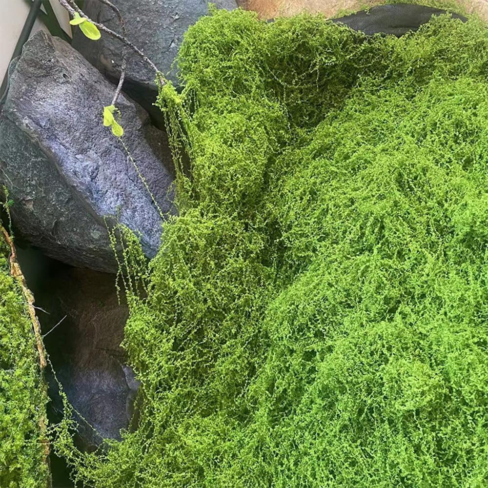 Artificial Preserved Moss Mat  – Preserved Moss Sheet Bewertung und Preis