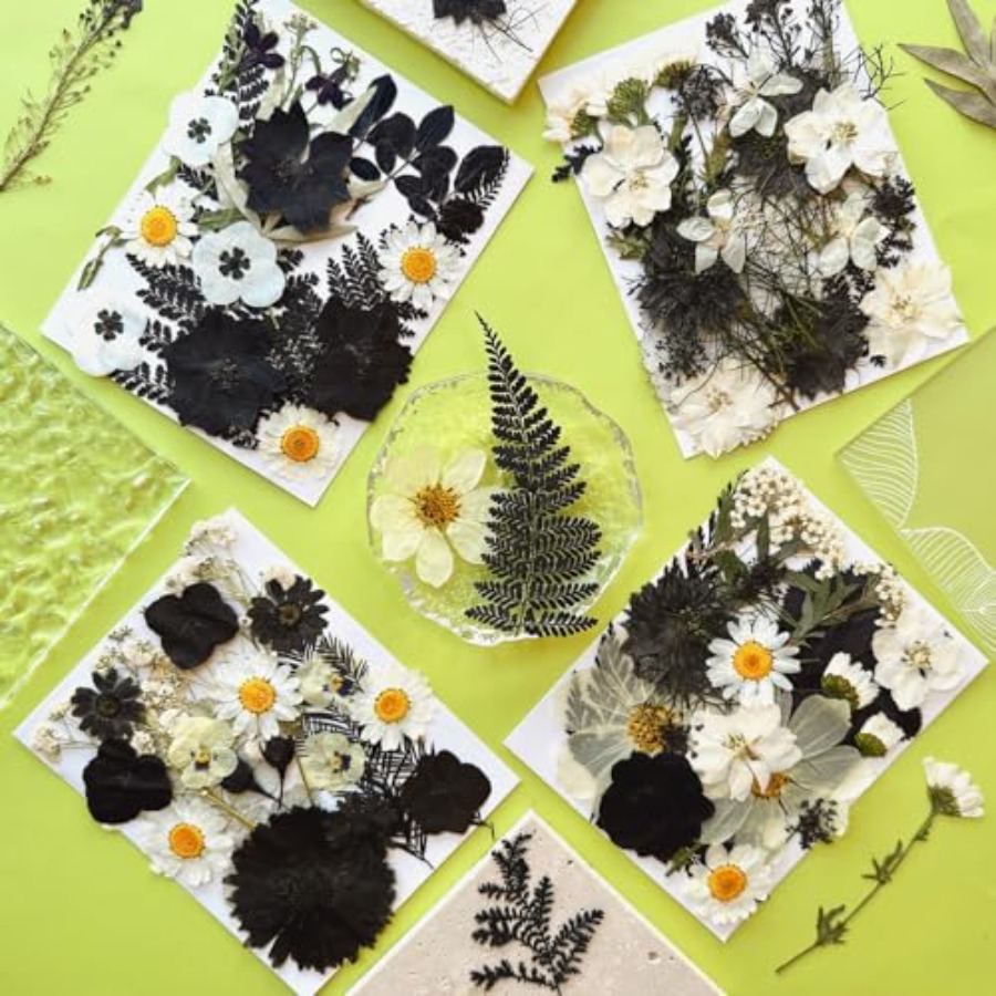 90Pcs Black Pressed Dried Flow – Baby Breath Dried Bewertung und Preis