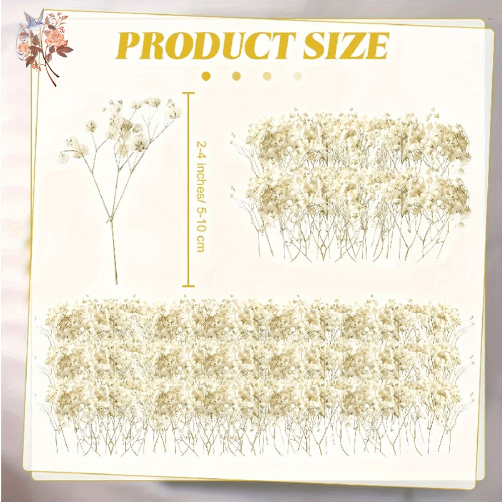 Mini Dried Gypsophila Flower D – Baby Breath Dried Bewertung und Preis