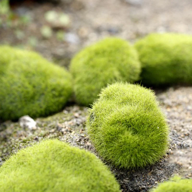 Artificial Moss Grass Micro La – Preserved Moss Sheet Bewertung und Preis