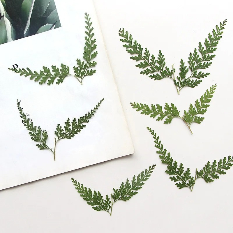 Nature Pressed Fern Branches,d – Baby Breath Dried Bewertung und Preis