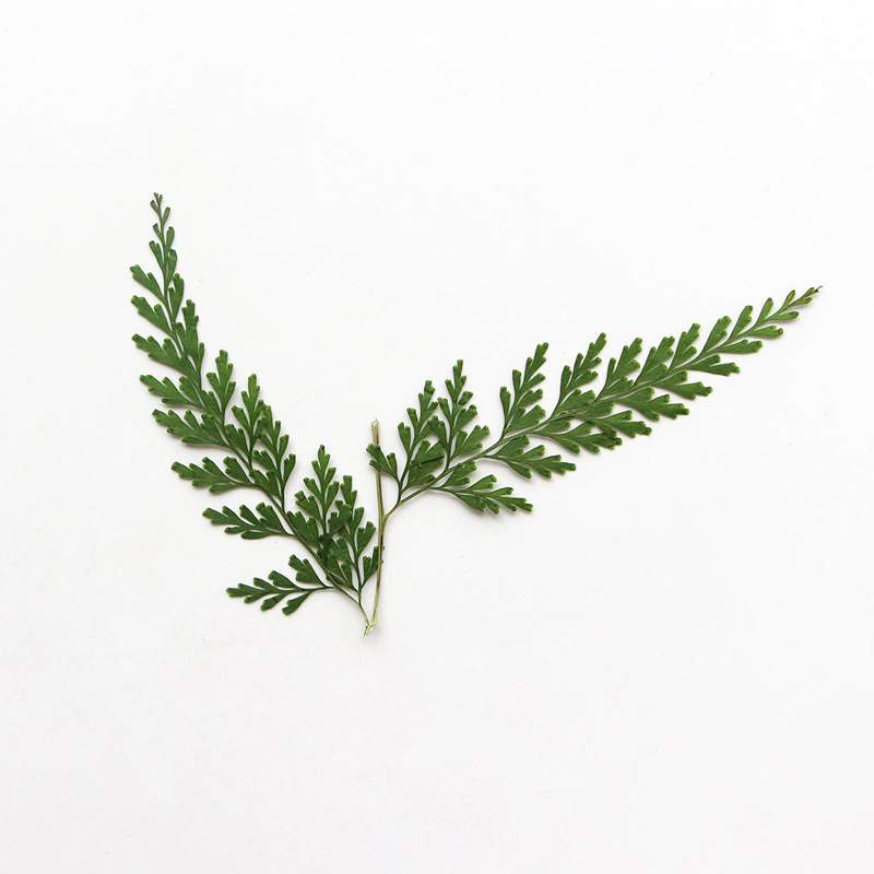 Nature Pressed Fern Branches,d – Baby Breath Dried Bewertung und Preis