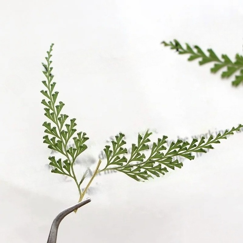 Nature Pressed Fern Branches,d – Baby Breath Dried Bewertung und Preis